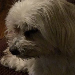 Meet your Posher, Sylvia